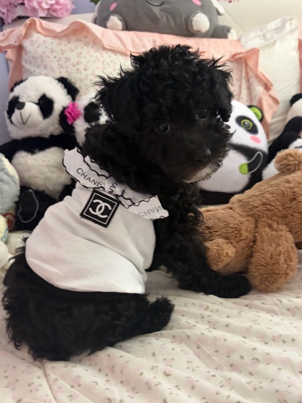 High Fashion White Dog top with Logo Patch and Ruffle Collar